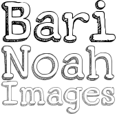 Bari Noah Images
